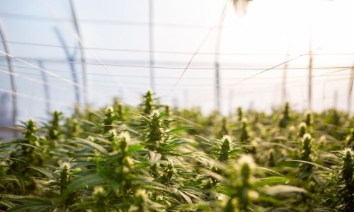 Mississippi Farmers Pivot From Hemp to Pot