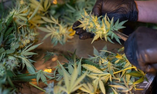 NJ has some of the most expensive legal weed in the country. But why?