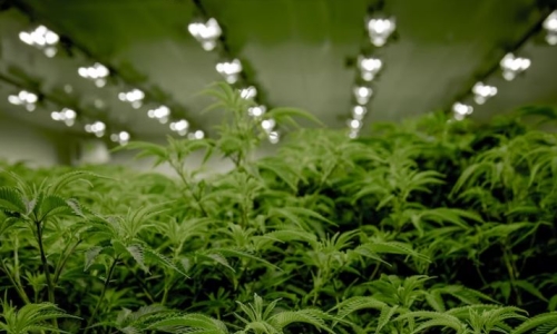 NY Cannabis agencies sued by Medical Marijuana providers accused of overreach