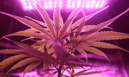 New York's Medicinal Cannabis tax targeted for repeal