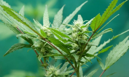 New lawsuit against New York Cannabis agency filed