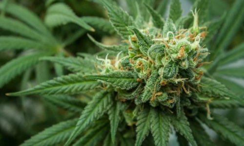 Oklahoma voters say no to Recreational Marijuana