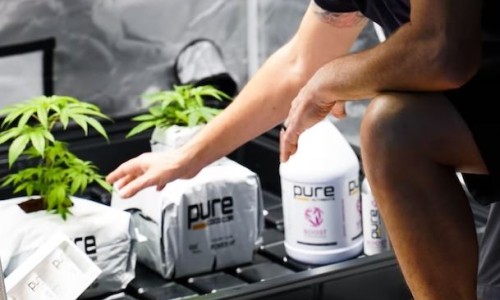 Renowned Cannabis breeder sues company over termination