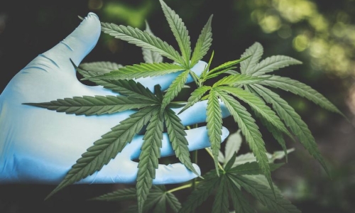 South Dakota's Governor signs bills into law amending Medical Cannabis