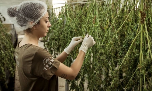 States with legal pot consider how to protect cannabis workers