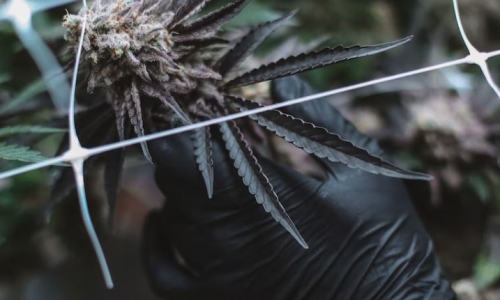 The key to overcoming Cannabis employment inequities