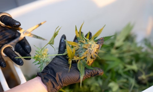 Tighter regulations on Medical Marijuana growers move through the Oklahoma legislature