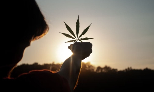 What is Kansas missing by not legalizing Marijuana? 