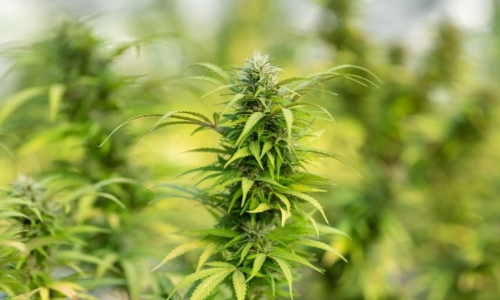 $59 million paid so far in CT Cannabis licenses