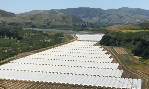 Amid the Cannabis glut, growers are pulling out of Santa Barbara county