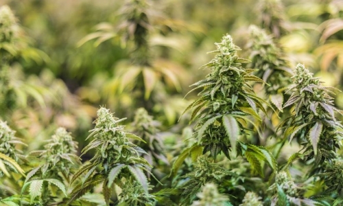 California is changing how it goes after illegal Cannabis farms