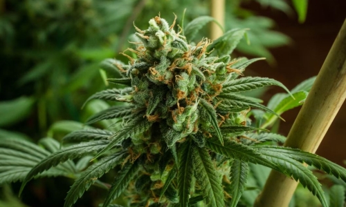 California’s Cannabis industry is broken