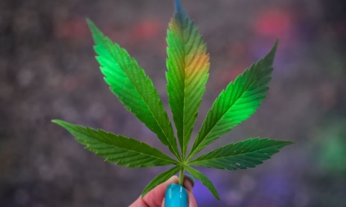 Cannabis Culture: a look at efforts to legalize and tax most controversial crop