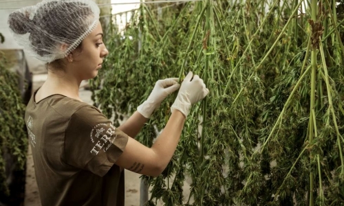 Cannabis business license lotteries are being put on hold in CT