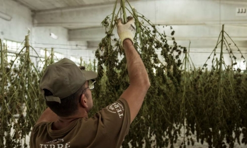 Cannabis industry employees say they’re being left behind