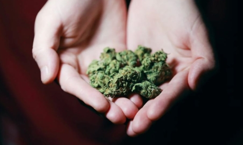 Connecticut Hemp farmers want to grow Cannabis