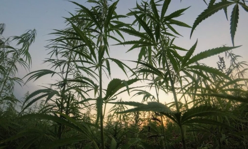 Delaware Cannabis Bills Head to Governor’s Desk