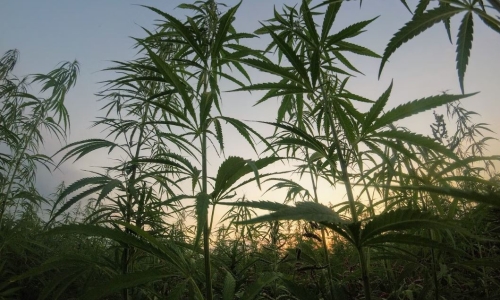 Despite increased demand, Marijuana experts not concerned about shortages