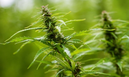 Federal pardons for marijuana convictions are expected to have little impact