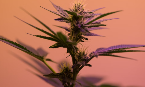 Funding needed for Cannabis social equity in New York budget