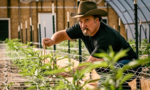 Jim Belushi's high stakes battle for his Cannabis farm