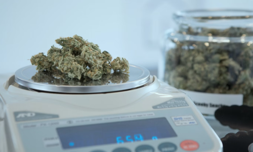 Marijuana companies warn against giving out more licenses