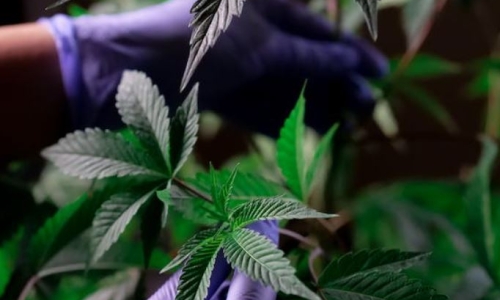 Minnesota House passes marijuana bill, more hurdles ahead