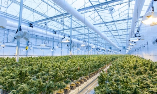 Minnesota House schedules vote on Recreational Marijuana bill