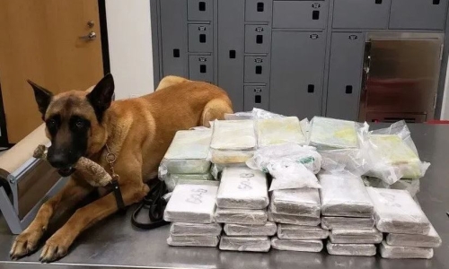 Minnesota lawmaker fears Legalizing Marijuana will force police dogs to retire prematurely