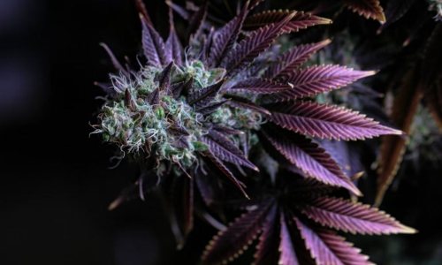 New Hampshire Marijuana bill advances