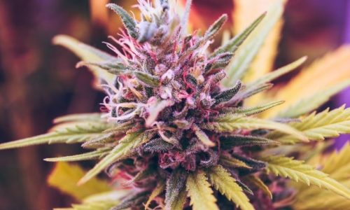 New Hampshire house approves Cannabis legalization bill