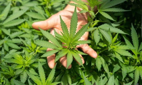 New York launches accelerator program for adult-use dispensary owners