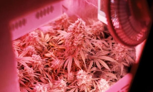 One headache after another leads 25 Cannabis farms to band together