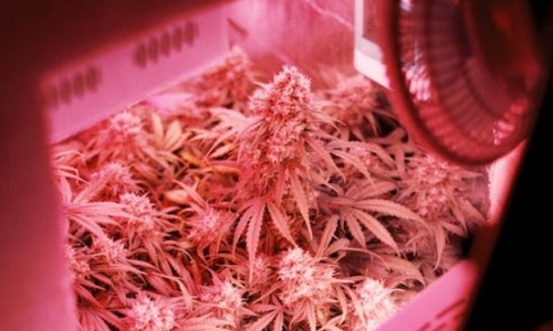 Outrageous loans, plummeting prices spell trouble for Cannabis industry