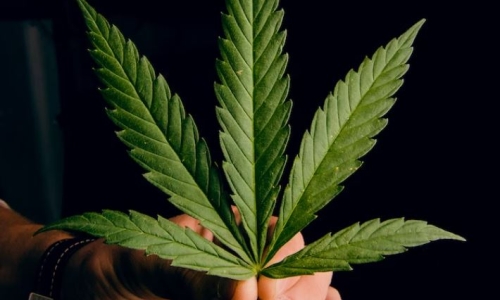 Pennsylvania lawmakers unveil Marijuana bills on 4/20