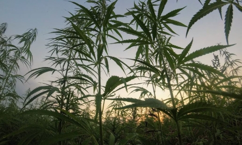 Recreational Marijuana stirs concerns in Maryland