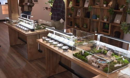 Seneca Nation-owned Cannabis dispensary opens in Niagara Falls