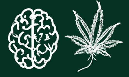 Study finds alterations in brain connectivity among young adult Cannabis users