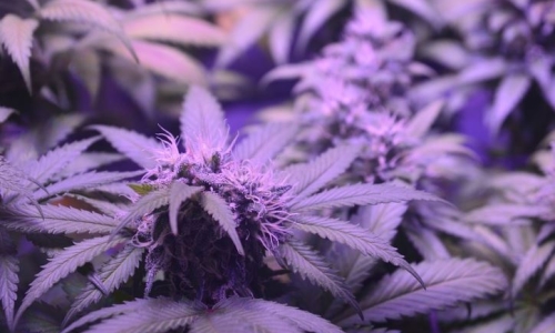 Supervisors move to bring equitable access for retail Cannabis