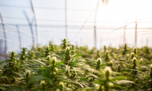 The value of the hemp industry fell more than 70% in 2022