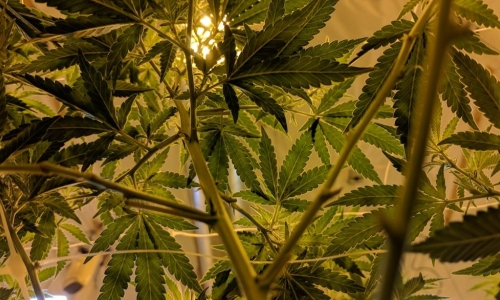 Uneasy Marijuana industry seeks broader trade amid vast glut