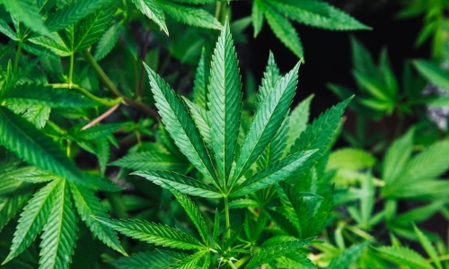 Was recreational Marijuana ever legal in Texas?