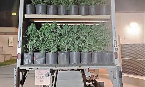 416 Marijuana plants found when truck is stopped by authorities