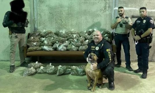 80 bags of Marijuana discovered during traffic stop