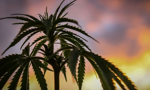 Advocates in Nebraska launch Medical Cannabis ballot campaign for 2024