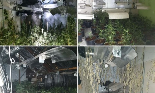Arrest after police discover 'significant Cannabis farm' at disused business