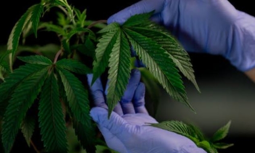 Beverly Hills man charged with scamming victims over $9 million for fake hemp farm