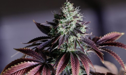 Cannabis: A Lucrative and Healthy Idustry, but Requires a Perspective Shift