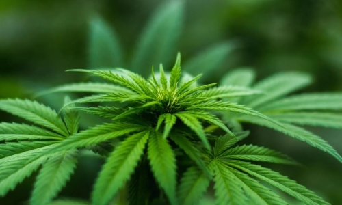 Cannabis growers win $4.9 million in malpractice lawsuit against attorneys