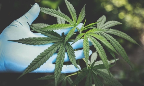 Cannabis is Big Business in Illinois